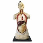 Mannequin scientifique anatomique ancien XIXe siècle Paris