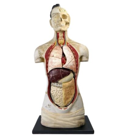 mannequin scientifique ancien